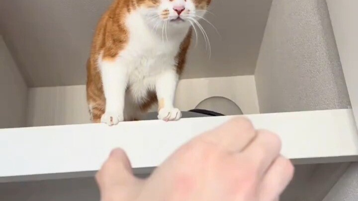 Dari kepercayaan kucing pada pemiliknya~