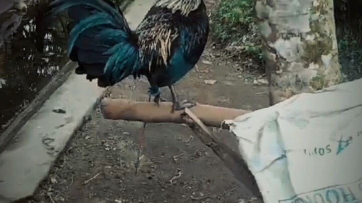 kulay kulay mona 😭🐓