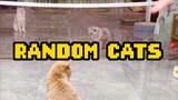 Random Cats 🤣🤣🤧