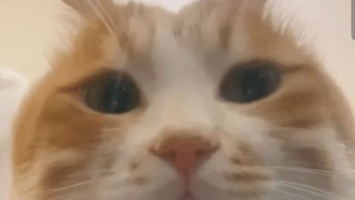 论一只丧彪猫如何变成一只咪咪酱