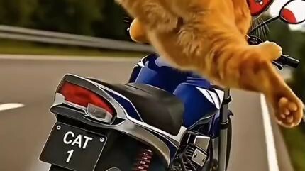 oyen bila naik motor