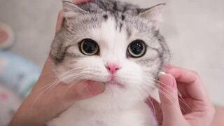 Cat cub physical examination B-ultrasound shaving diary, because it is so cute, the whole clinic ech