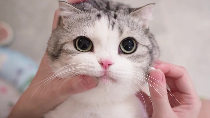 猫崽体检b超剃毛日记，因为太可爱了整个诊室回荡着怜惜的惊叹