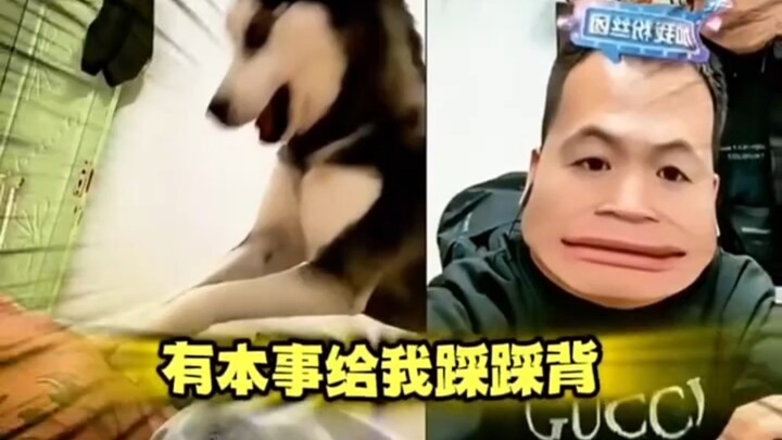 รวมฉากเด็ดสุดมันส์จากการไลฟ์สดของพานหง