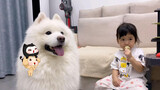 Pet | Samoyed Eats Ice Cream With Little Master