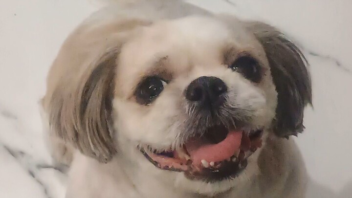 cutie pie