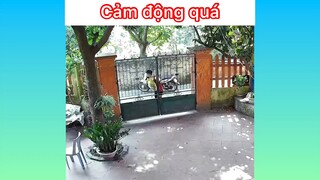 Cảm lạnh quớ