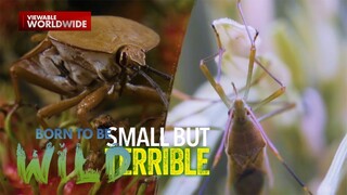 Mga insektong ‘small but terrible,’ paano nakaaapekto sa mga tao? | Born to be Wild