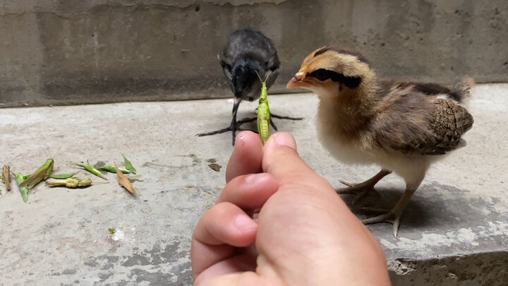 ตั๊กแตนสดๆ แบบนี้ นกแก้วชอบกินเหรอ?