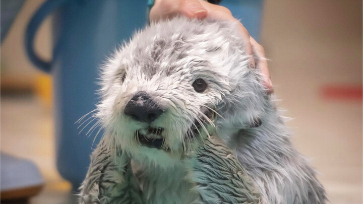 Một chú rái biển nhỏ đình công vì không xin được thức ăn～