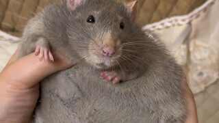 A large rat weighing more than 900 grams