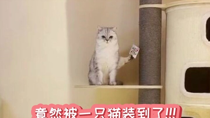 Ya ampun, apakah kucing kecil seperti ini benar-benar ada?! Aku benar-benar ketipu sama tingkahnya!!