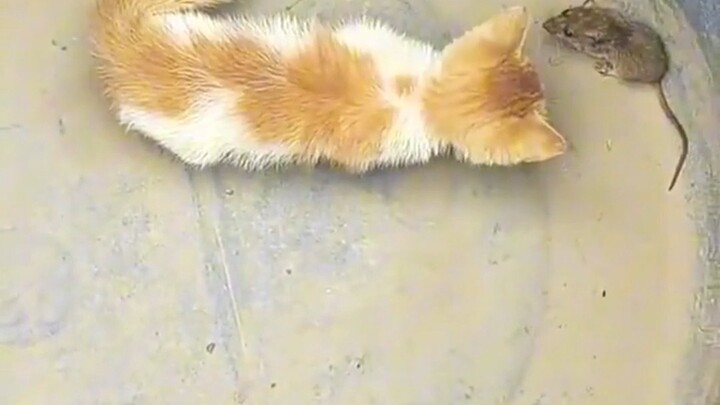 ยังไม่หย่านมก็เริ่มทำงานแล้ว