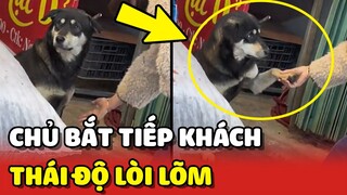 Thái độ LÒI LÕM của chú chó bị chủ bắt TIẾP KHÁCH để bán hàng 😂 | Yêu Lu