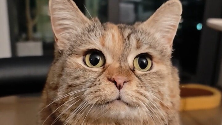 You'll definitely be unable to resist feeding me, right!