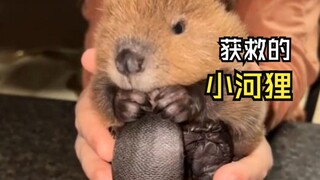 Those adorable animal videos!