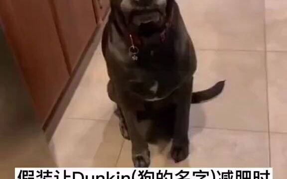 狗子逐渐起了杀心！！！