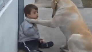 Seekor Induk Anjing yang Menyemangati Bayi dengan Down Syndrome!
