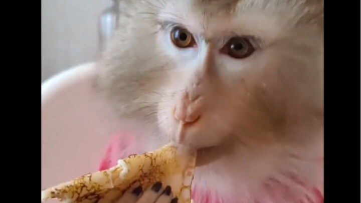 The Life of a Lucky Monkey in Russia