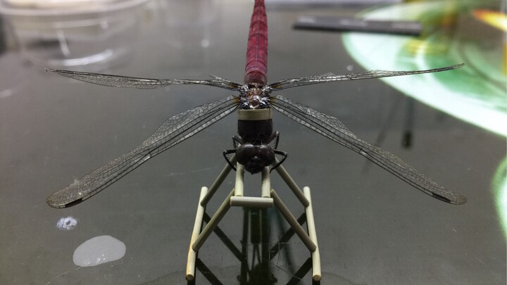Make an airplane out of bamboo for a dragonfly