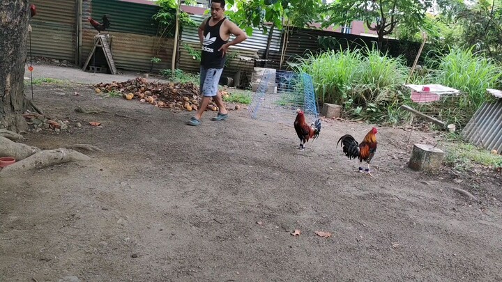 pure jbk vs boston sweater