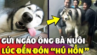 Bận việc gửi NGÁO HUSKY cho ông bà nuôi, 2 tháng sau con sen tới đón thì 'HÚ HỒN' 😅 | Gâu Đần