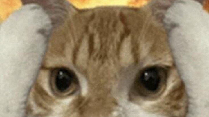 القط: يا إنسان، يمكنك أن تبكي في صدري الواسع.