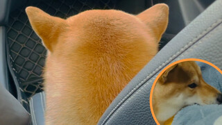 Animal|Shiba Inu Daily Life at Home