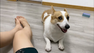 [Động vật] Một em Corgi thích được vuốt ve