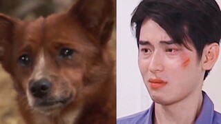 建议不会哭的男演员都去学小狗