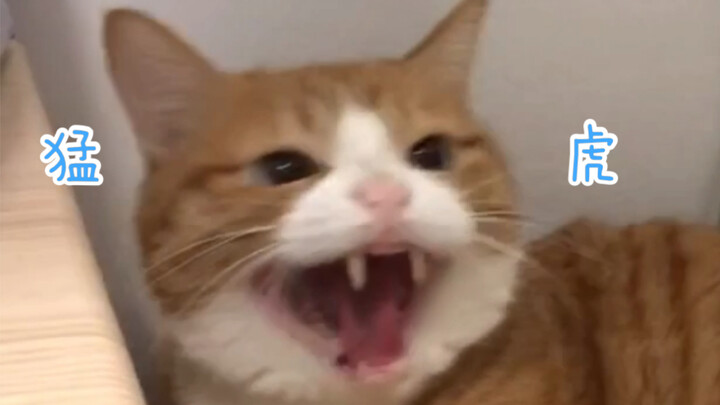 Lượng cười nửa năm, mời kiểm tra (ง'-̀'́)ง