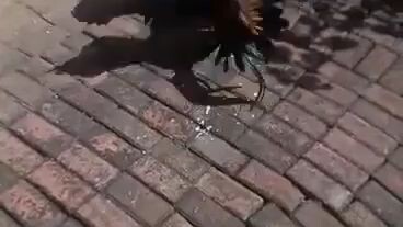 black night and tasminia  devil Henny