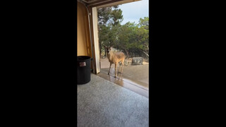 A kind foreign netizen fed a little fawn—and then...