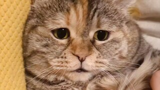 Kucing: Jangan sentuh aku lagi, biarkan aku makan saja.