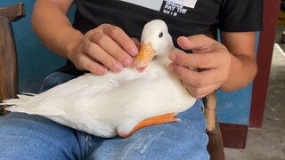 萌宠豆芽到我这住了两天后的变化，这是准备抢走村霸的位置吗？