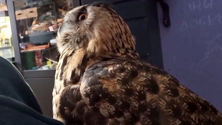 The frightened owl snuggles up to its owner: “Mom, it’s so scary!”