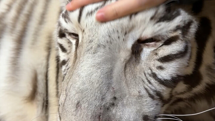 🦓: Mom, my scalp feels a bit tight.