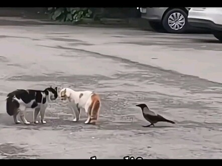 Is this bird just here to watch the fun?