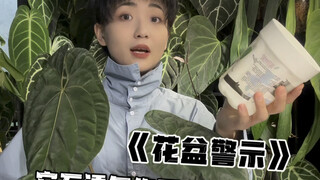 植物爱好者日常｜这是一则花盆警示！首先一定要根据根茎大小选择合适的花盆。其次在生活中，我们尽量不要去做不适合自己的事情，很有可能蝴蝶效应陷入更糟糕的局面。