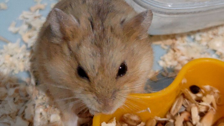 cute hamster eating nuts