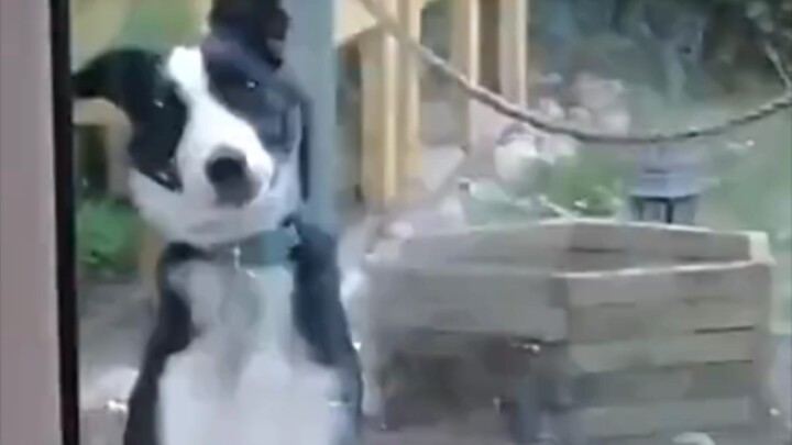 I seriously doubt this dog actually understands a word we say.