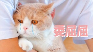 Berteriak sambil memotong kuku kucing yang pemarah, efisiensinya maksimal!! Ternyata sebelumnya aku 