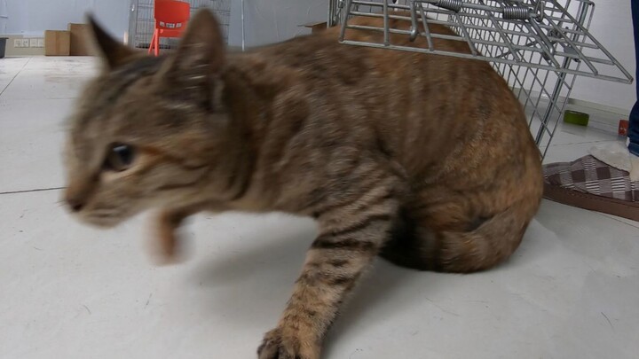 Mèo hoang sinh con, chứng kiến từng chú mèo con bé bỏng lần lượt qua đời, cô đau đớn kêu gào. Chàng 