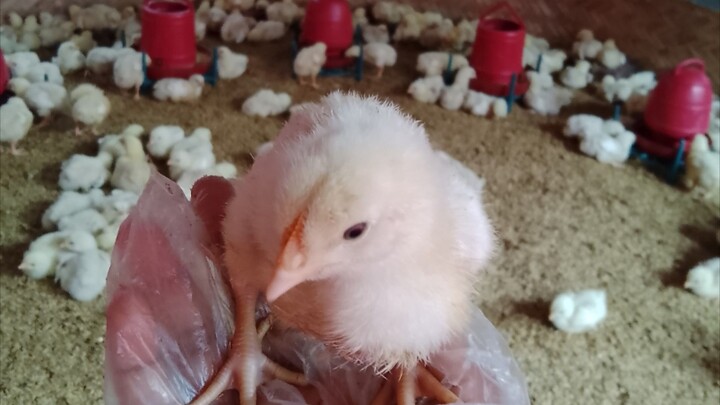 ৫ম দিনের সুস্থ ব্রয়লার বাচ্চা !! Healthy broiler chicks on the 5th day!!#sinagro SIN Agro Umma Kuls