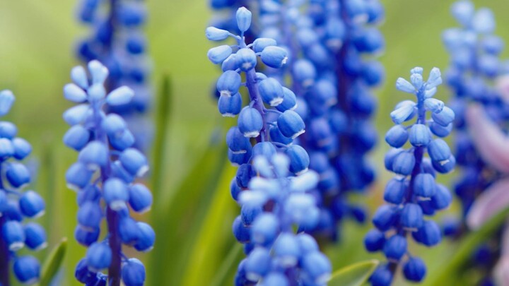 Beautifull Flowers 美麗的花朵 關注更多