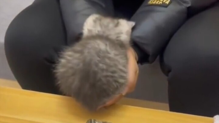 هذه القطة، لو أعطيتني إياها، يمكنني اللعب بها طوال اليوم