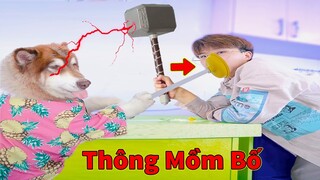 Thú Cưng TV | Ngáo Husky Troll Bố Dương KC #44 | chó thông minh vui nhộn | funny cute smart dog Pets