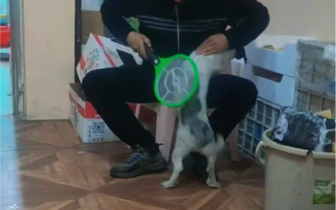 Kuda kecil membantu putranya membasmi kutu.