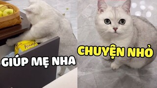 Trong nhà không có đàn ông thì nuôi 1 mèo con cũng được đấy chứ 😁 | Pets TV