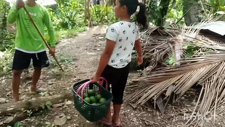 harvesting avocado 🥑 and pepper 🌶️